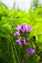 Bright lilac inflorescence of clustered bellflower or Campanula glomerata under sunlight on blurred background.